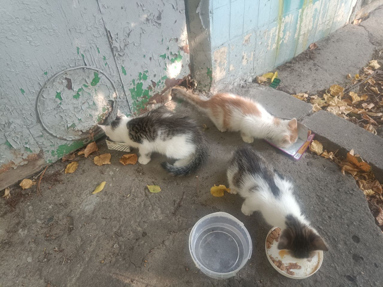 Шукаю дім для котиків