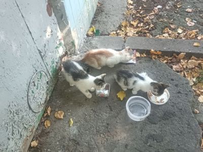 Шукаю дім для котиків