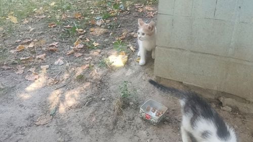 Шукаю дім для котиків
