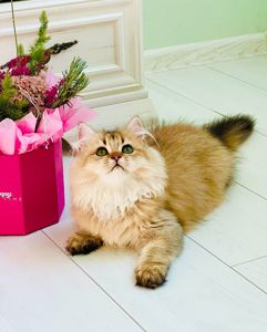 Британська золота шиншилла