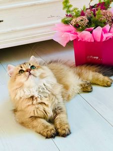 Британська золота шиншилла