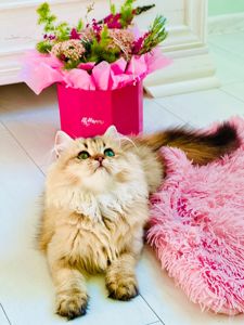 Британська золота шиншилла