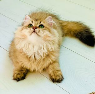 Британська золота шиншилла