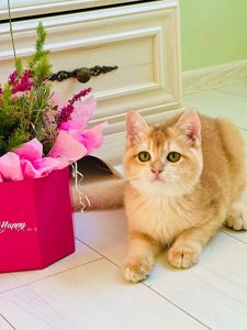 Британська золота шиншилла