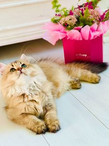 Британська золота шиншилла