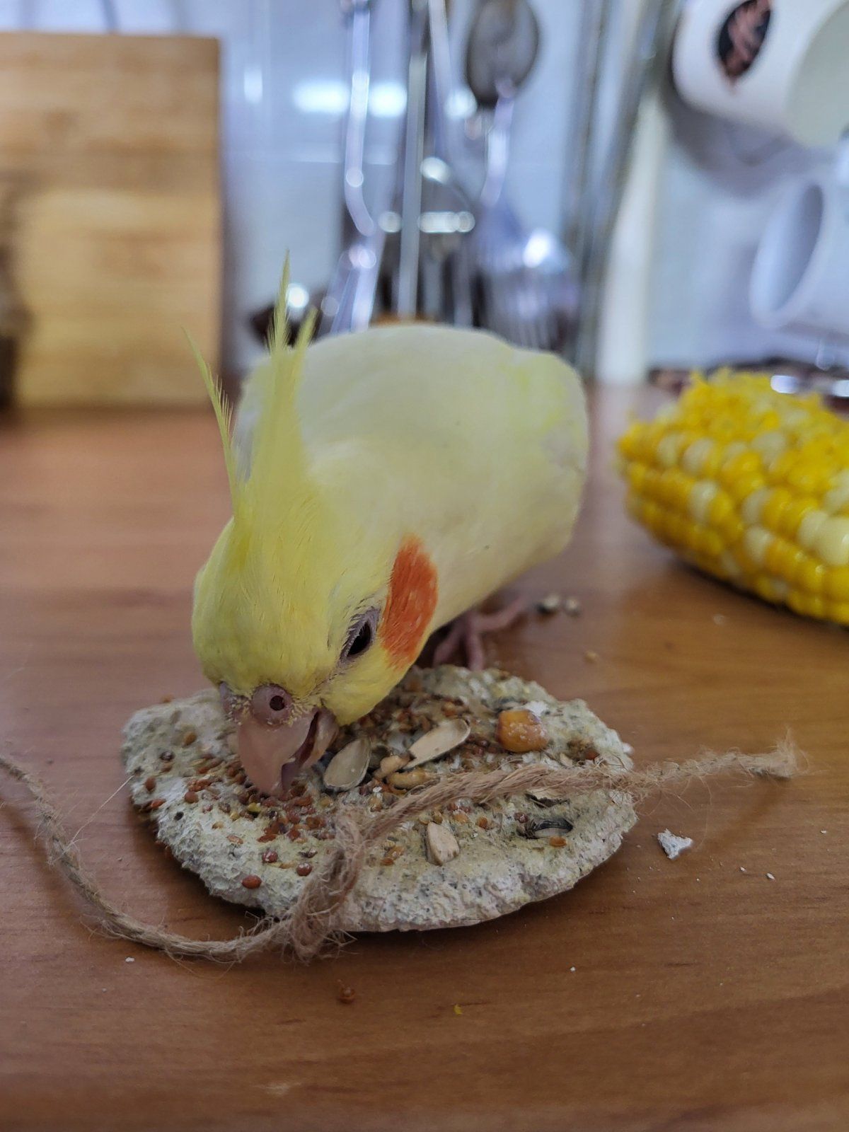 Папужки німфи корели
