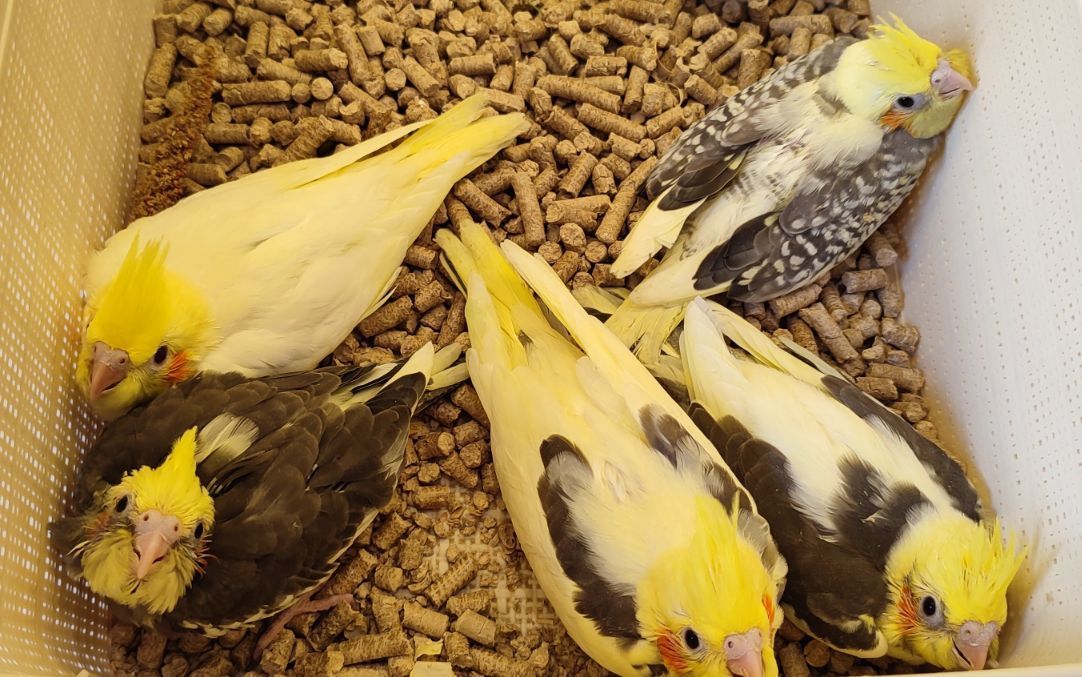 Папужки німфи корели