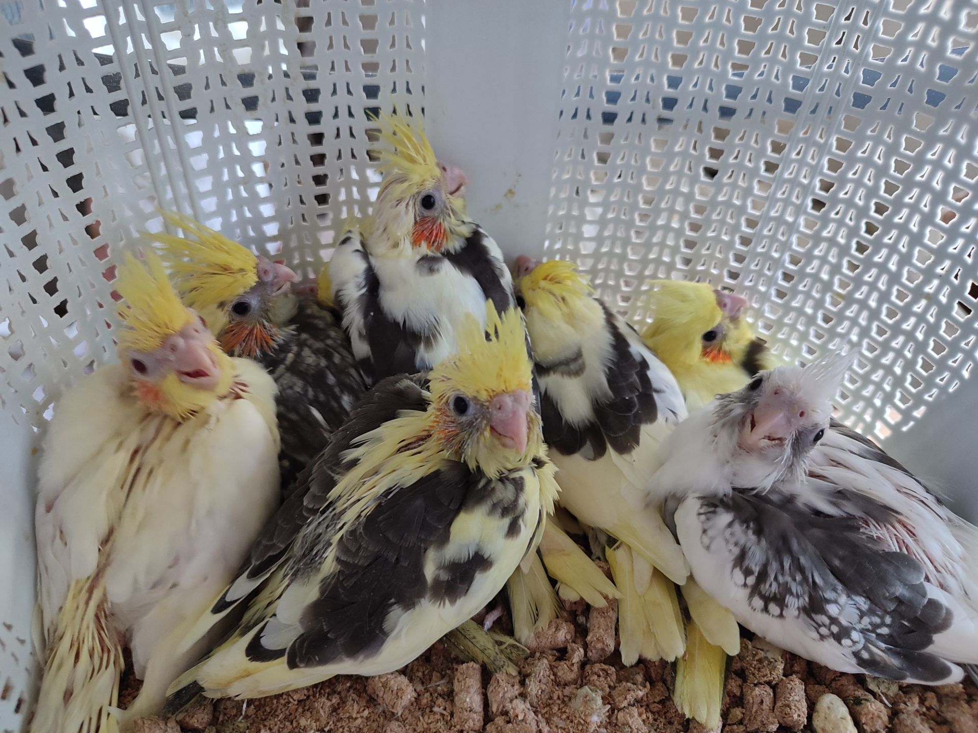 Папужки німфи корели