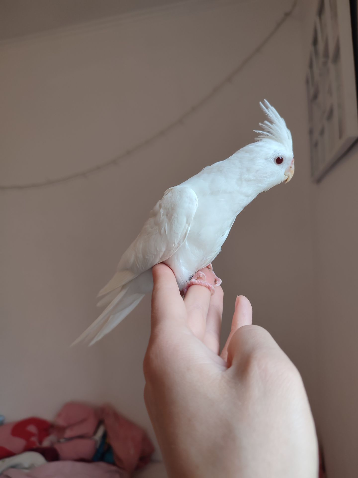 Папужки німфи корели