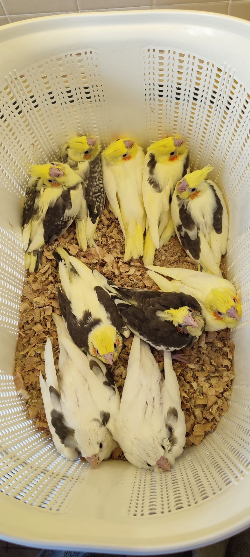 Папужки німфи корели