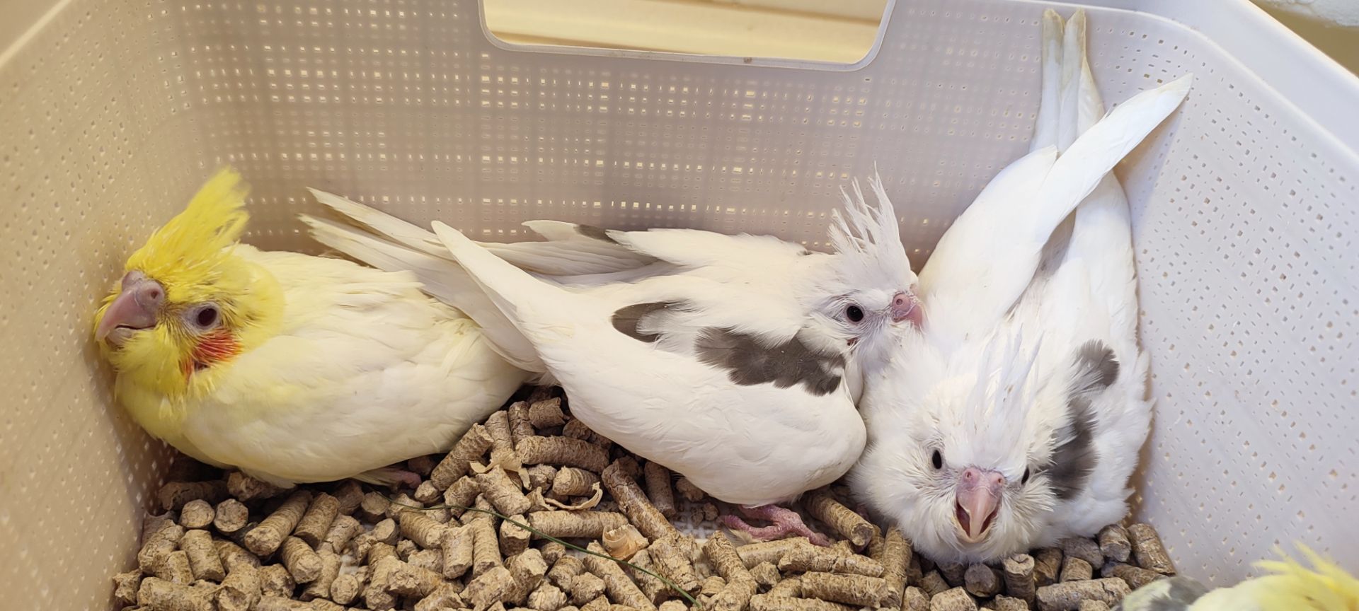 Папужки німфи корели