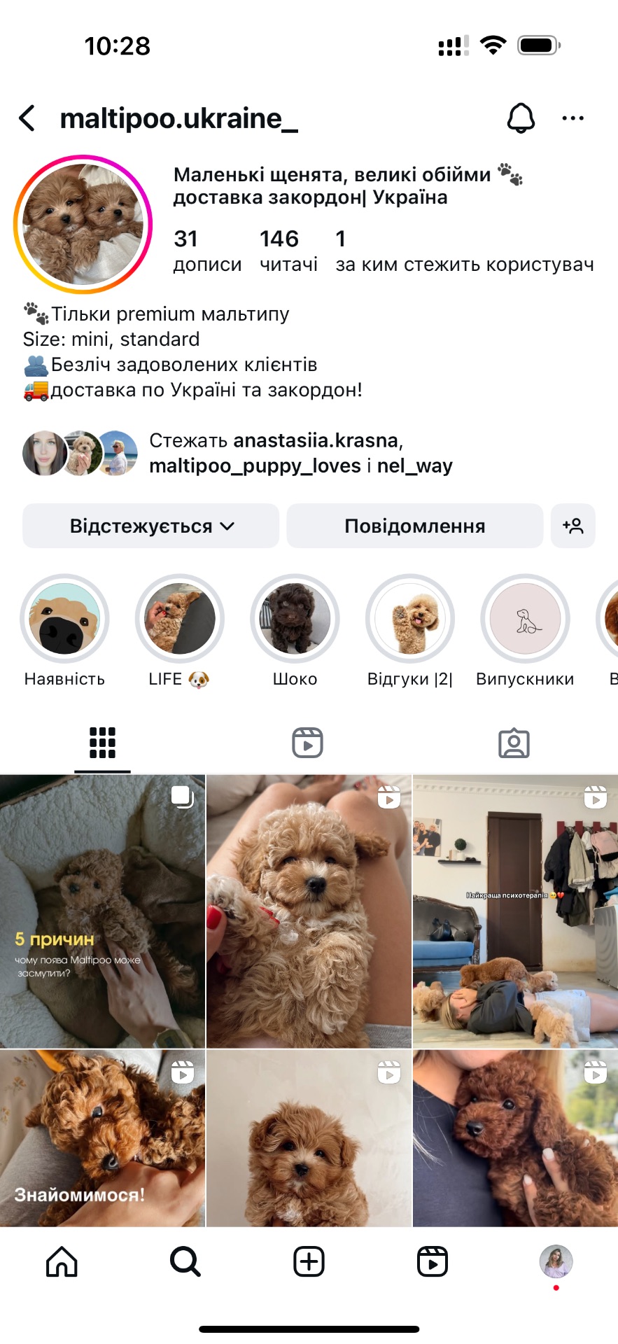 Ведмедик мальтипу