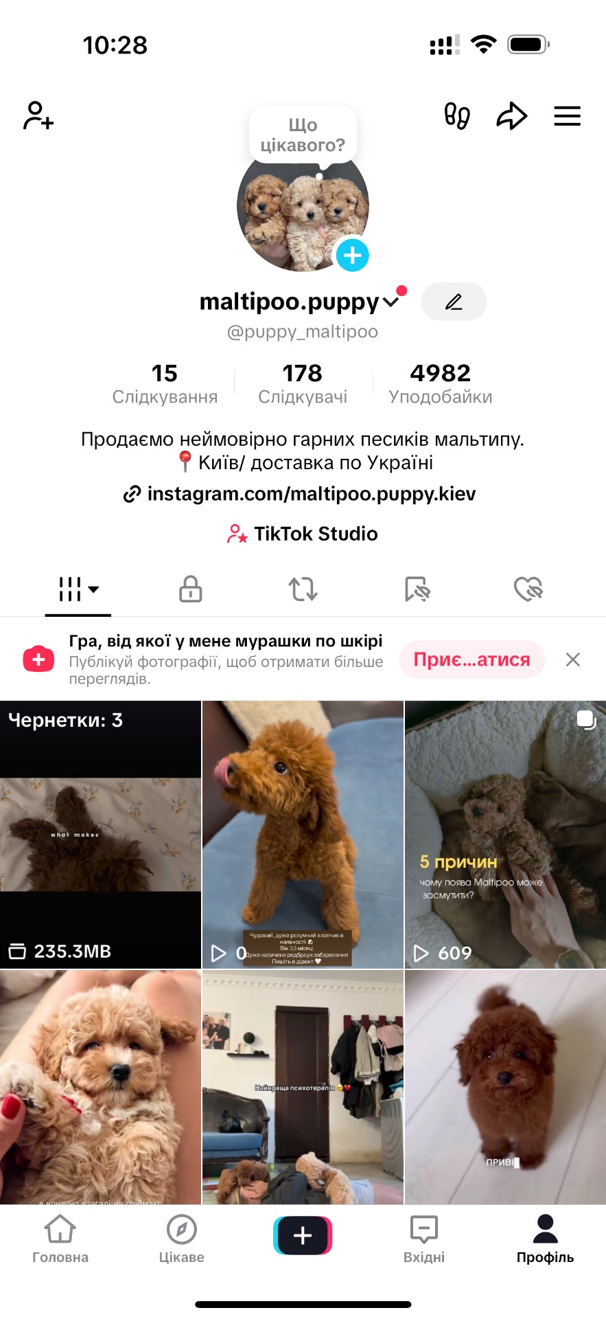 Ведмедик мальтипу