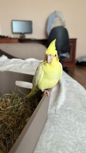 Папужки німфи корели