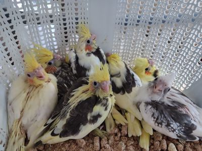 Папужки німфи корели