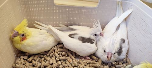 Папужки німфи корели