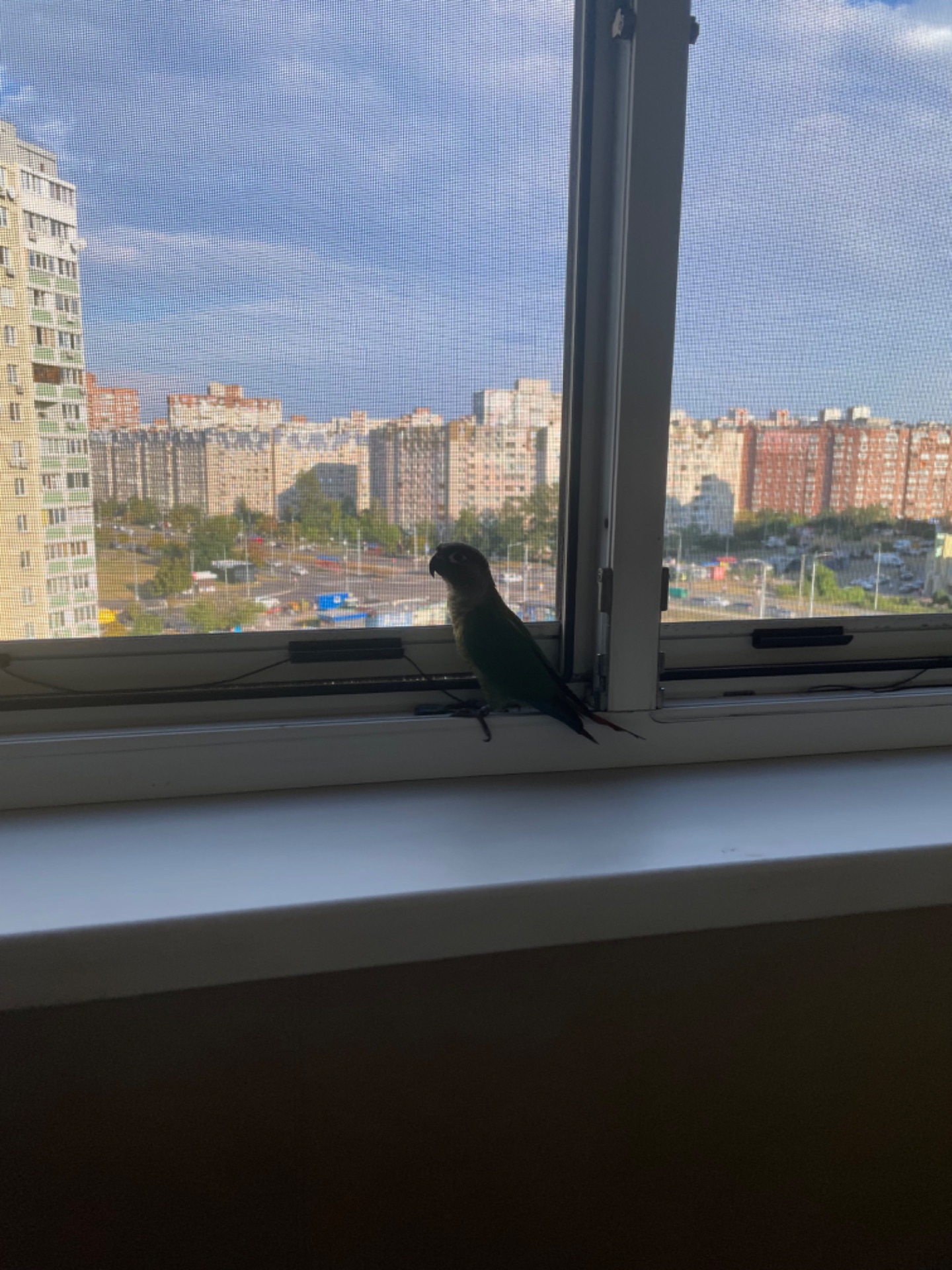 Пиррура