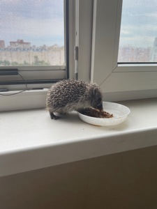 Ежик