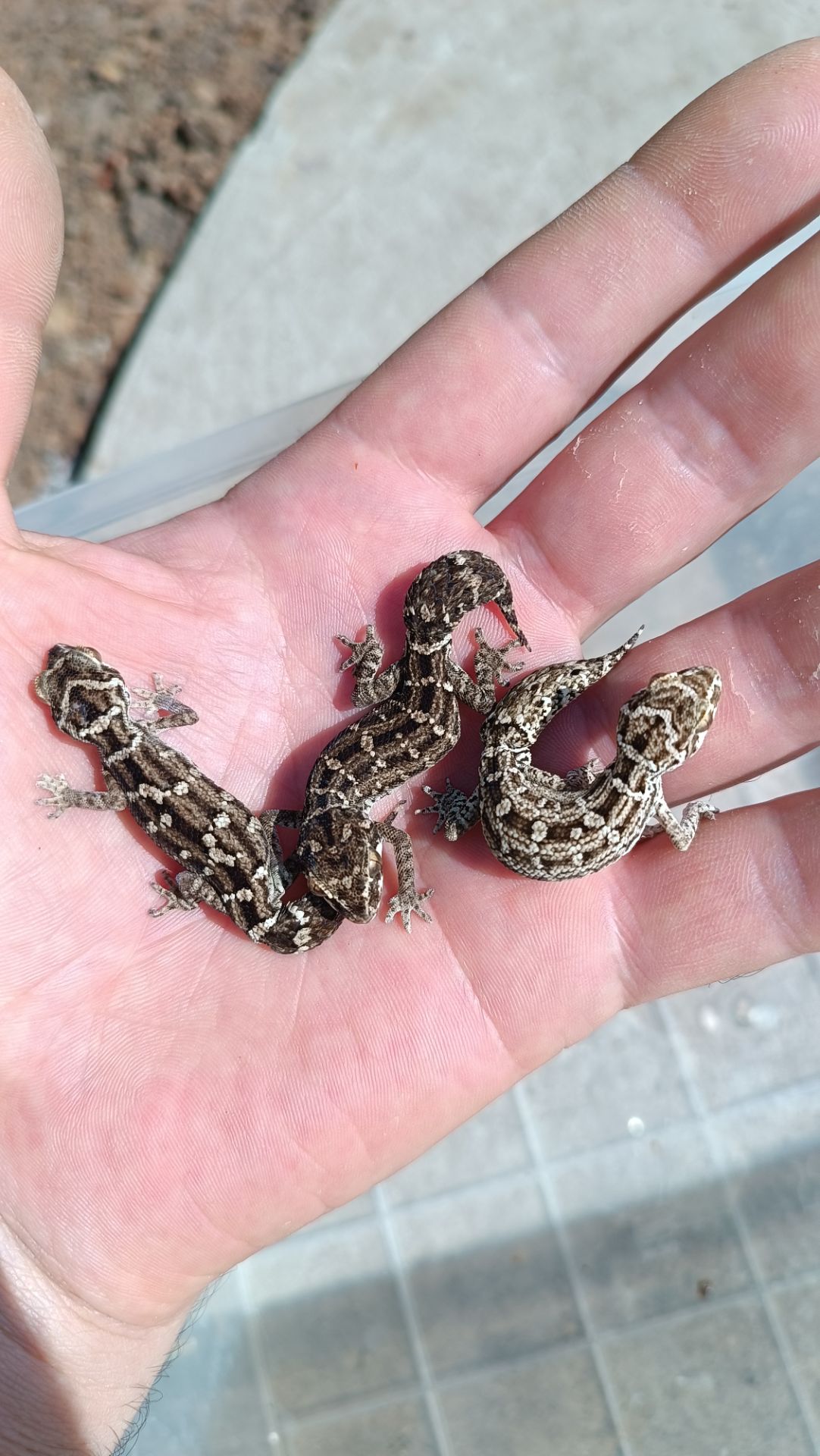 Гадюковый гекон или Hemidactylus imbricatus