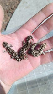 Гадюковый гекон или Hemidactylus imbricatus