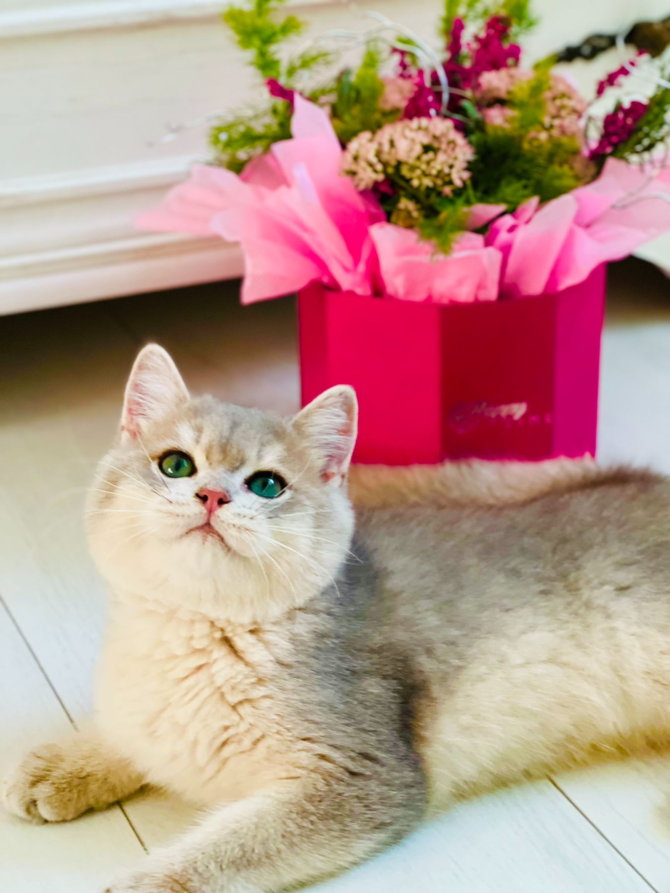 Британська золота шиншилла