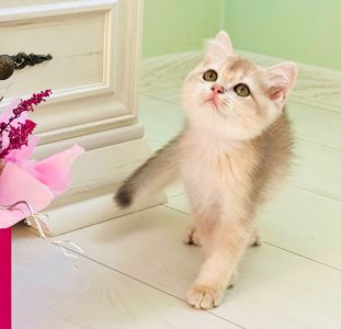 Британська золота шиншилла
