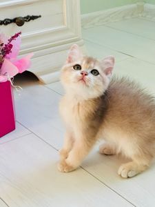 Британська золота шиншилла