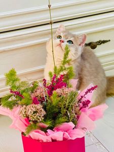 Британська золота шиншилла