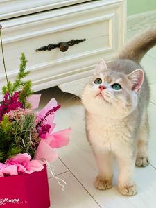 Британська золота шиншилла
