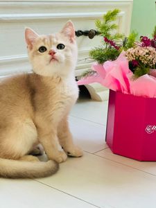 Британська золота шиншилла