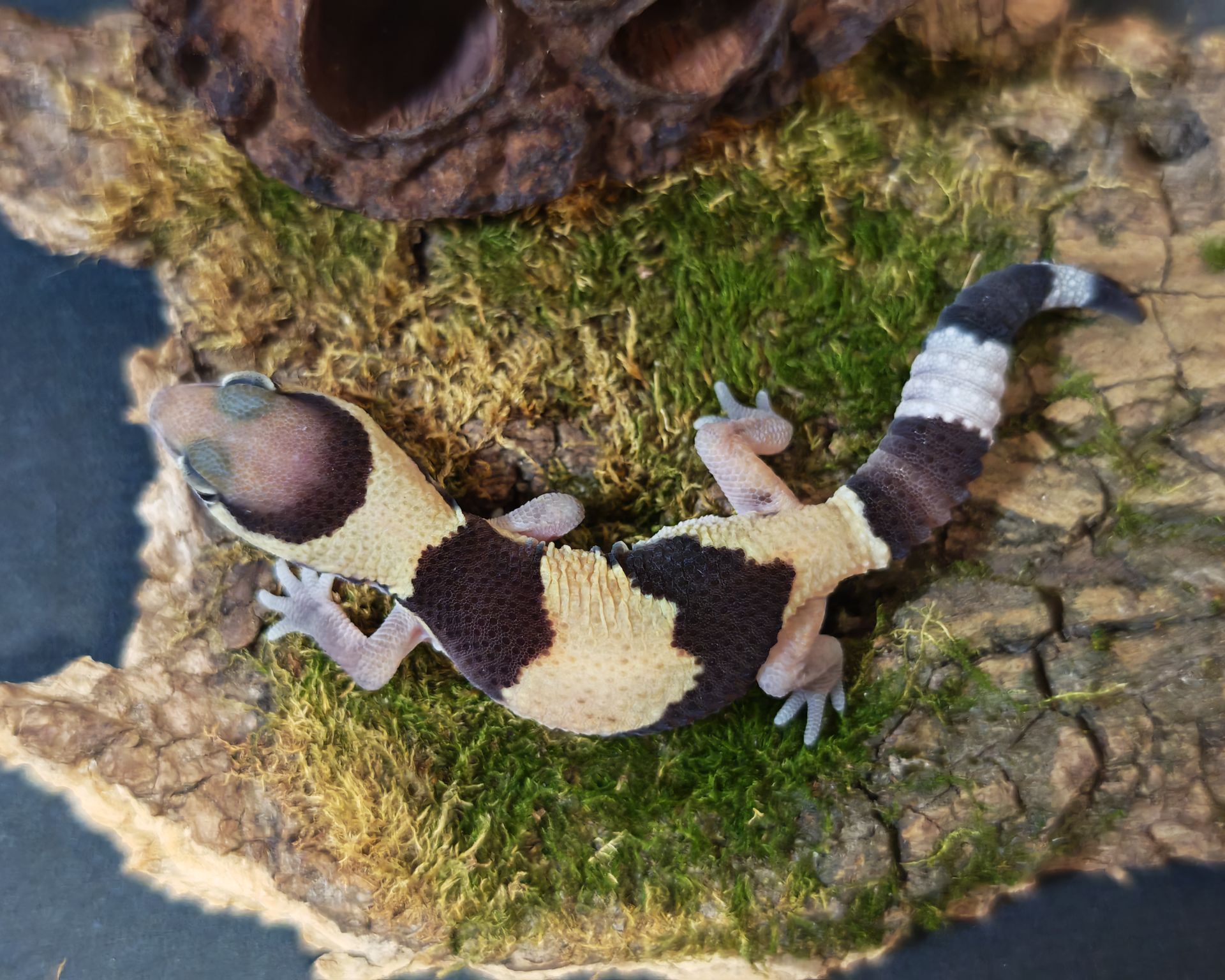 Hemitheconyx