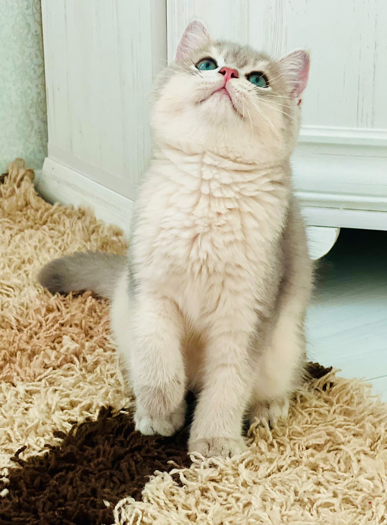 Британська золота шиншилла