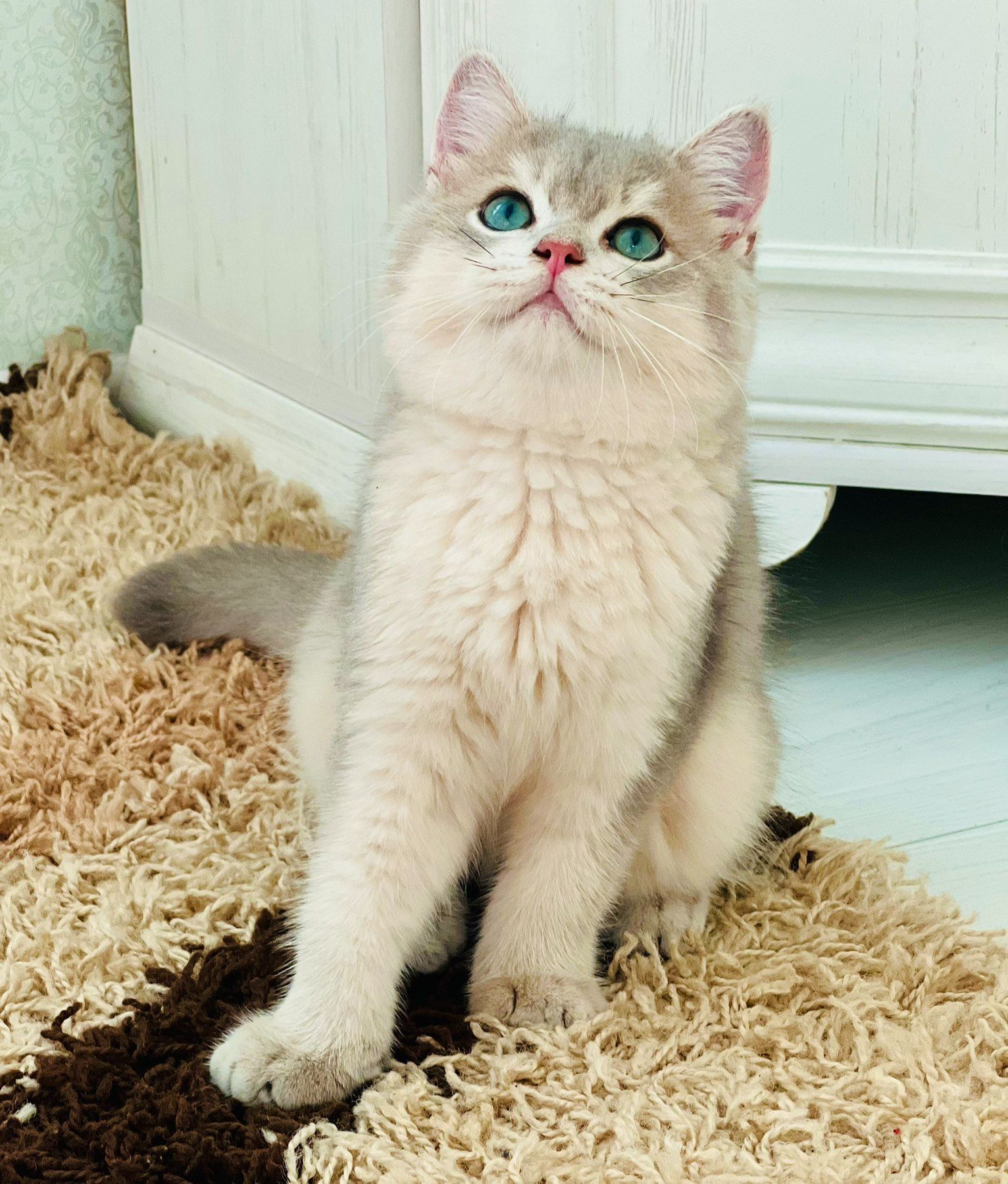 Британська золота шиншилла
