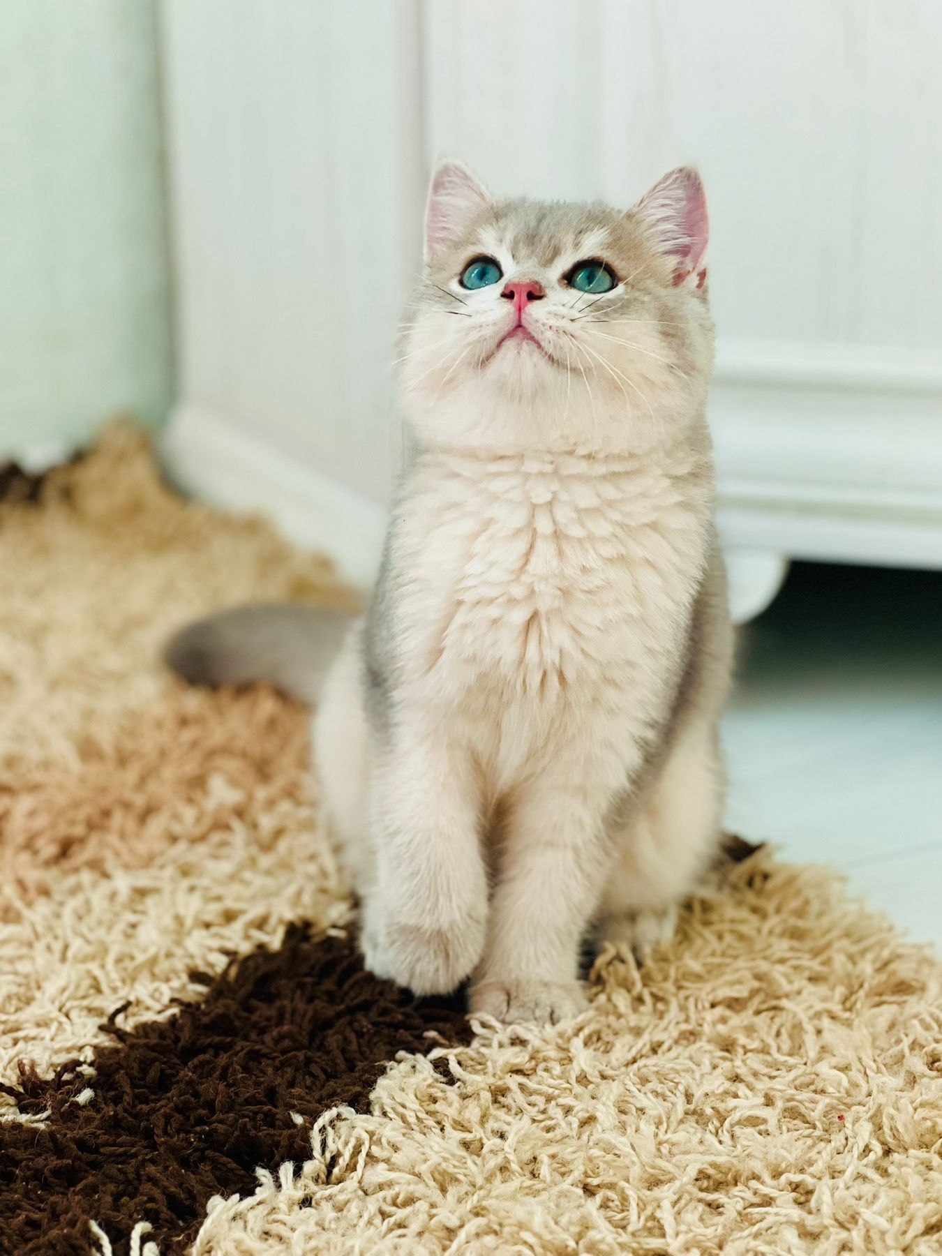 Британська золота шиншилла