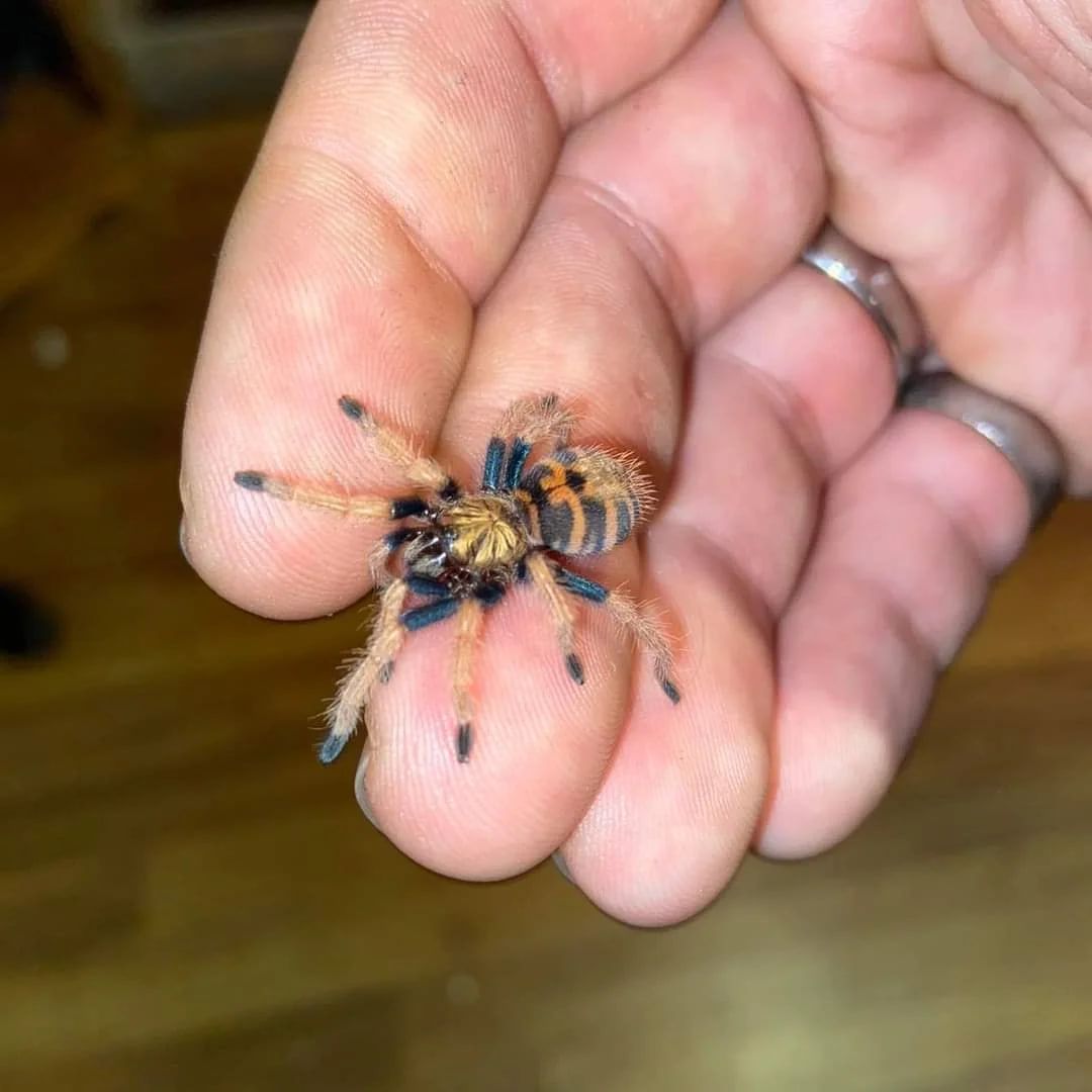 Павук птахоїд Chromatopelma cyaneopubescens Л1 власний виводок