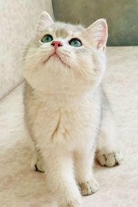 Британська золота шиншилла
