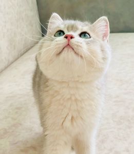 Британська золота шиншилла
