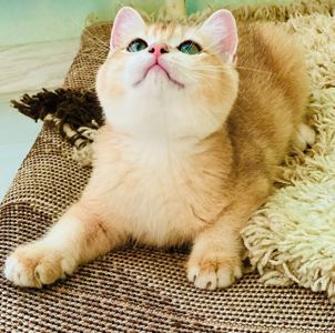 Британська золота шиншилла