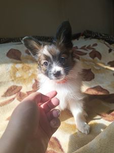 Цуценята Папійон/папильон (Papillon) та Фален, доступні до бронювання
