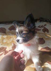 Цуценята Папійон/папильон (Papillon) та Фален, доступні до бронювання