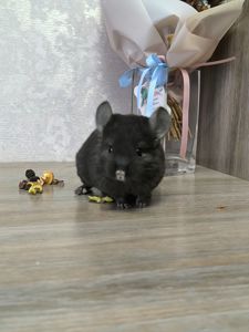 Хлопчик вуглик