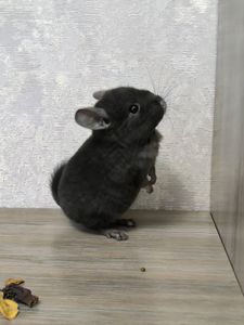 Хлопчик вуглик