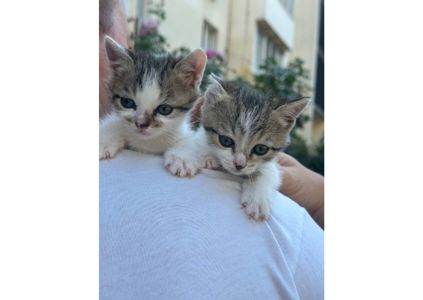 Малята з дитинства знають, що таке зрада: їх викинули в коробці на смітник, на вірну смерть ❤️‍🩹