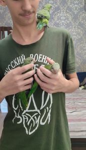 Калита - монах ( Квакер) ручные
