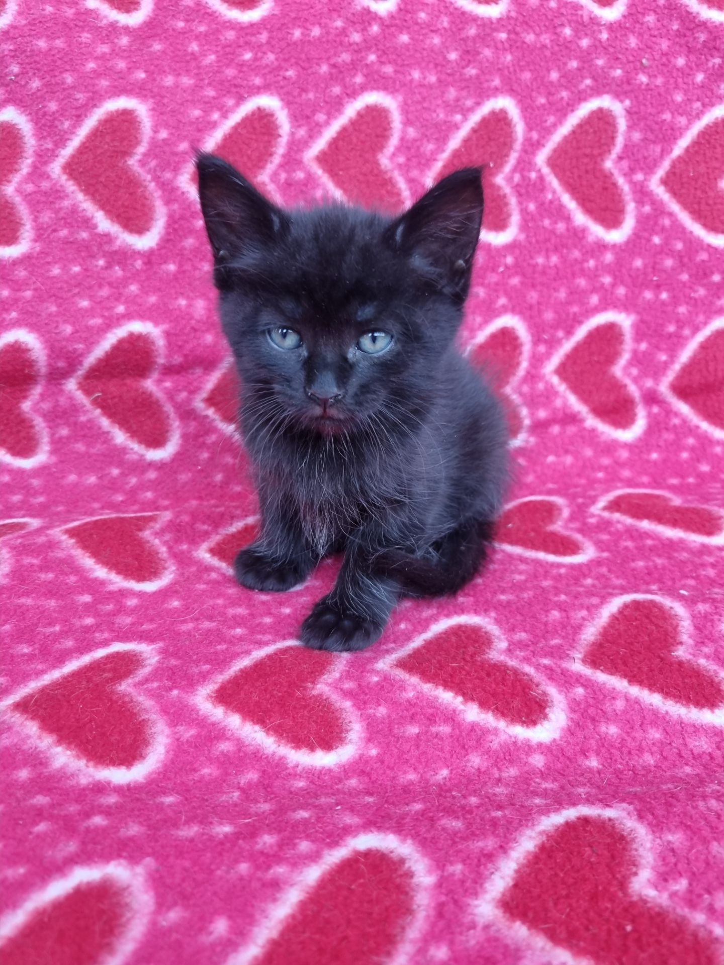 котята безплатно Днепр