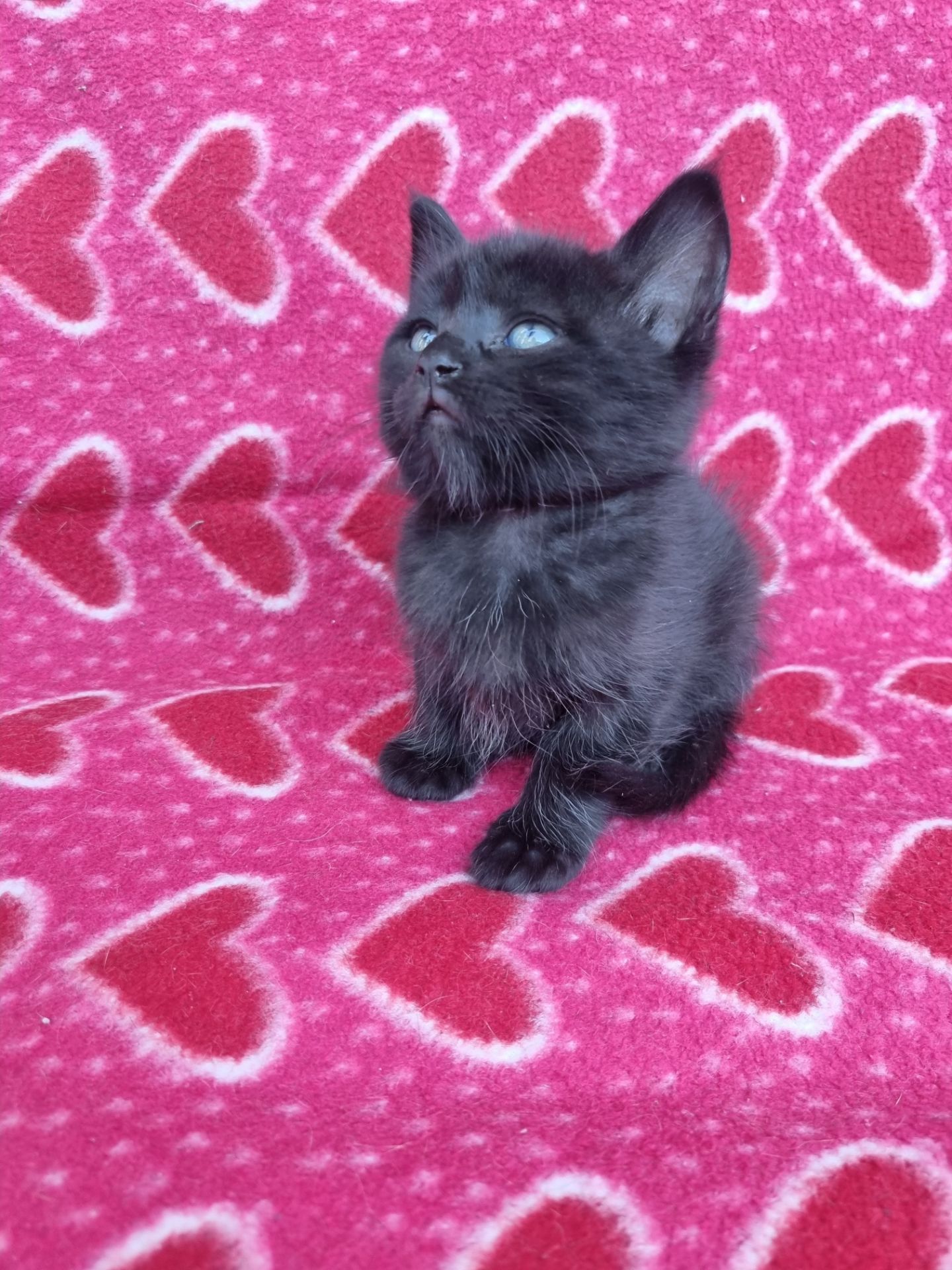 котята безплатно Днепр
