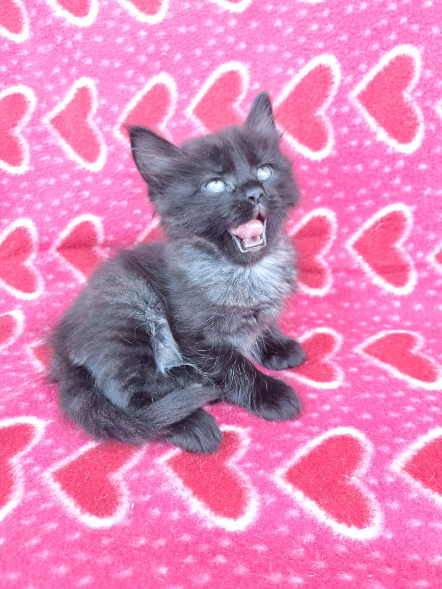 котята безплатно Днепр
