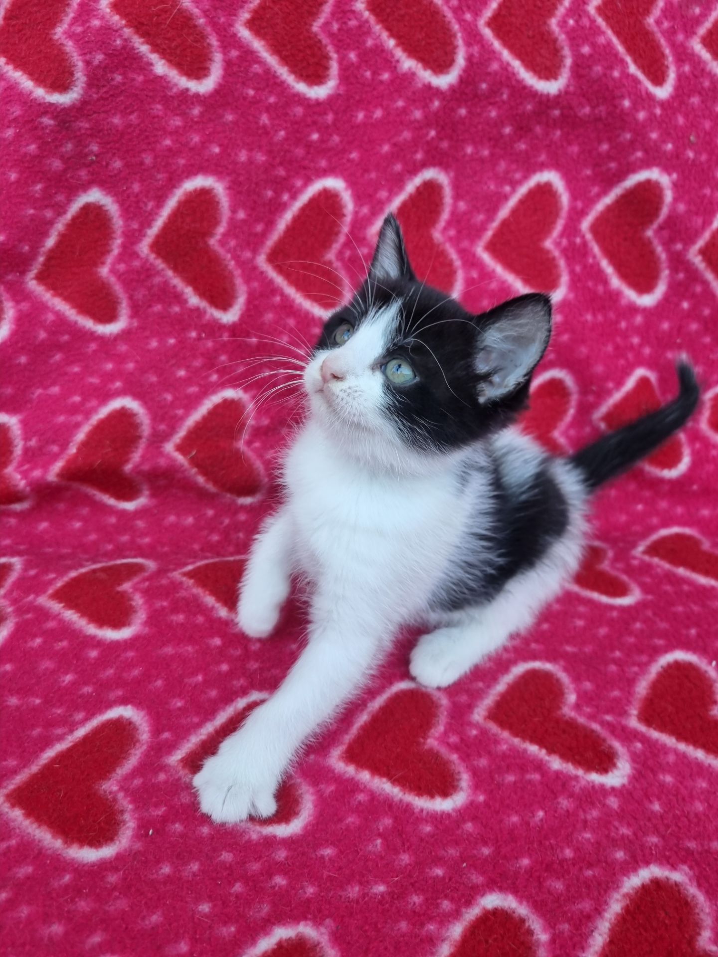 котята безплатно Днепр