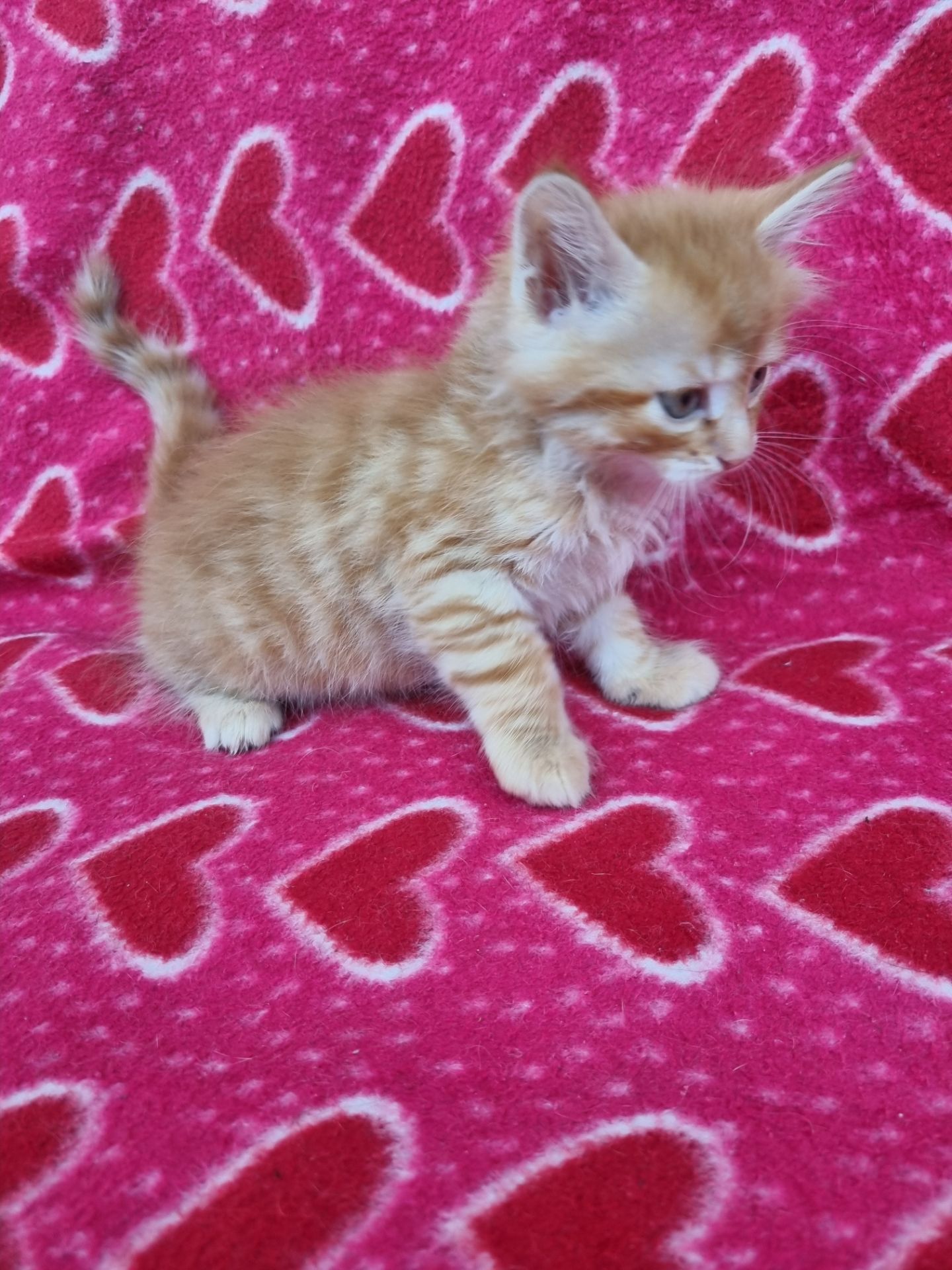 котята безплатно Днепр
