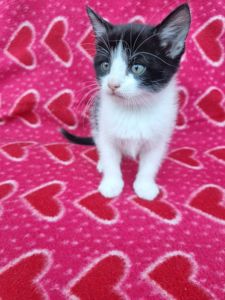 котята безплатно Днепр